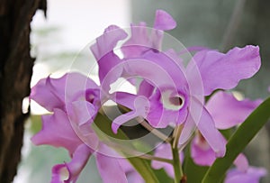 Inflorescence of colorful purple orchid flowers group or dendrobium blooming nature patterns in garden