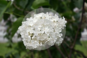 An inflorescence of common lilac on a blurred background of green vegetation, the Latin name is Syringa vulgaris.