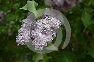 An inflorescence of common lilac on a blurred background of green vegetation, the Latin name is Syringa vulgaris.