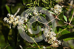 Inflorescence of Common Smilax, aka Rough Bindweed - Smilax aspera