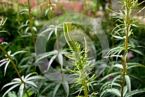 The inflorescence is composed of small, lilac-pink to light purple flowers, to which long white stamens with dark purple anthers