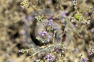 Inflorescence of a conehead thyme, Thymbra capitata