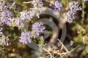 Inflorescence of a conehead thyme, Thymbra capitata
