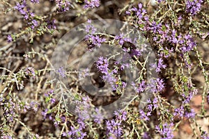 Inflorescence of a conehead thyme, Thymbra capitata