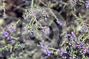 Inflorescence of a conehead thyme, Thymbra capitata