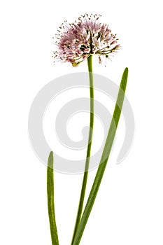 Inflorescence of decorative onion, ornamental allium flowers,