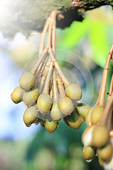 An inflorescence of a durian tree growing in the garden