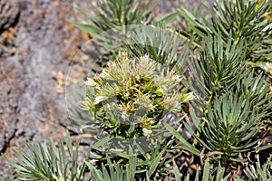 Inflorescence of Echium aculeatum