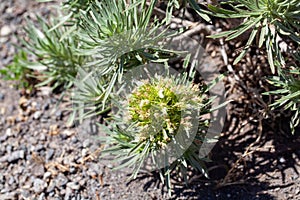 Inflorescence of Echium aculeatum