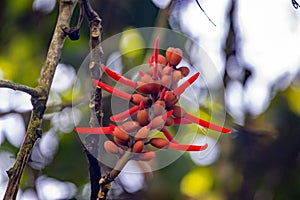 Inflorescence of an Erythrina costaricensis tree