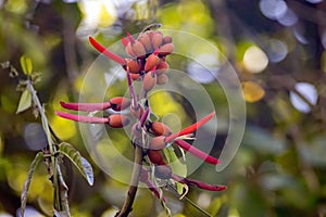 Inflorescence of an Erythrina costaricensis tree