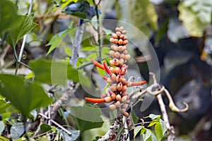 Inflorescence of an Erythrina costaricensis tree