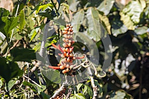 Inflorescence of an Erythrina costaricensis tree