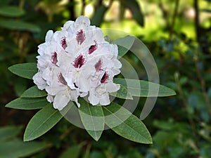 Inflorescence of evergreen plant Rhododendron Kalsap Lat. Rhododendron hybrid Calsap.