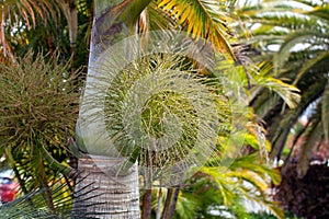 Inflorescence of a Florida royal palm, Roystonea regia