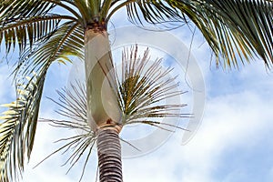 Inflorescence of a Florida royal palm, Roystonea regia