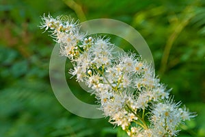 Inflorescence of the flowering mountain ash, Sorbaria sorbifolia on a shrub in the park. It is a species of flowering plant in the