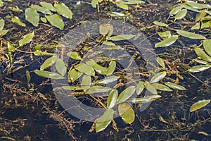 Inflorescence and flowers and floating leaves of broad-leaved pondweed