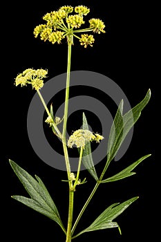 Inflorescence flowers of lovage, lat. Levisticum officinale, isolated on black background