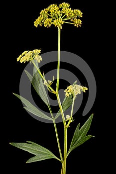 Inflorescence flowers of lovage, lat. Levisticum officinale, isolated on black background