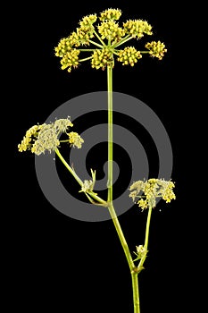 Inflorescence flowers of lovage, lat. Levisticum officinale, isolated on black background