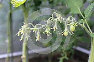 Inflorescence flowers tomato plants
