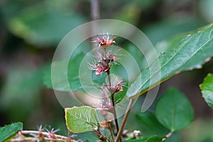 Inflorescence and foliage of a copperleaf, Acalypha wilkesiana