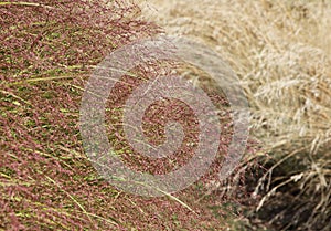 Inflorescence of a grass eragrostis spectabilis