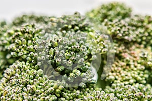 Inflorescence of green broccoli close, selective focus