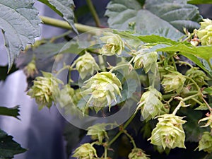 Inflorescence of green hops closeup