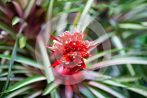 Inflorescence of Guzmania zahnii