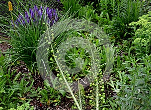 The inflorescence has the shape of an upwardly tapering cylinder and is usually up to 2 m long after flowering produces spherical