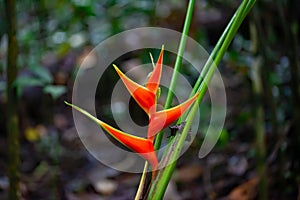 Inflorescence of a Heliconia wagneriana
