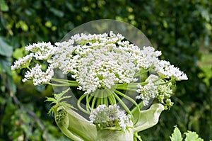 Inflorescence of Heracleum sosnowskyi, Heracleum mantegazzianum, Sosnowsky`s hogweed, invasive plant