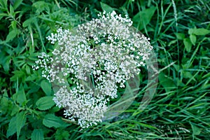 Inflorescence of a herb of Hemlock or poison Hemlock Conium maculatum