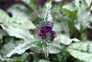 Inflorescence of a high quality pulmonaria.