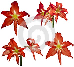 Inflorescence Hippeastrum flower bud on white background