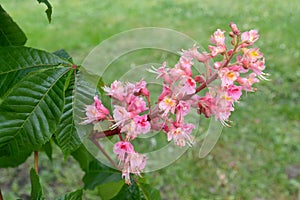 Inflorescence of horse chestnut meat-red Aesculus Ã—carnea Zeyh. on the background of grass