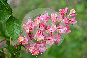 Inflorescence of a horse chestnut  meat - red Aesculus Ã—carnea Zeyh.. Close up