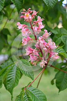 Inflorescence of horse chestnut meat-red Aesculus Ã—carnea Zeyh.. Close-up
