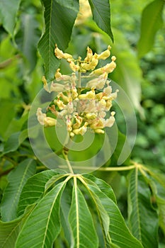 Inflorescence of horse chestnut yellow  Aesculus flava Sol