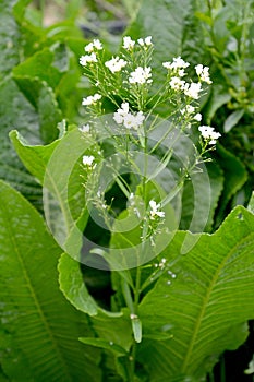 Inflorescence of horseradish, or rustic Armoracia rusticana G.Gaertn., B.Mey