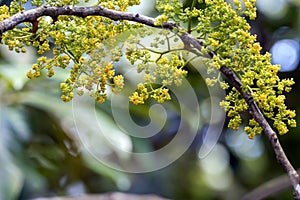 Inflorescence of Horsfieldia polyspherula
