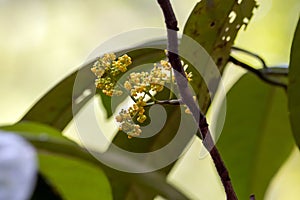 Inflorescence of Horsfieldia polyspherula