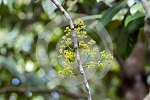 Inflorescence of Horsfieldia polyspherula
