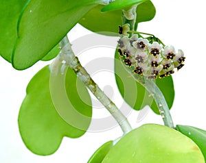 Inflorescence hoya kerrii Hoya kerrii close-up
