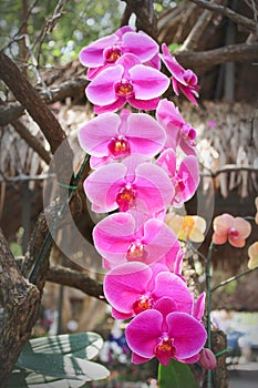 Inflorescence huge sweet colorful pink phalaenopsis orchids with line pink  group blooming and green stem hanging