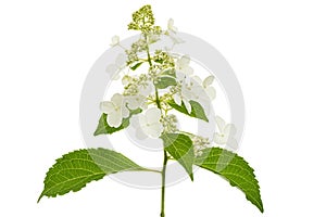 Inflorescence of hydrangea, lat. Hydrangea paniculata, isolated on white background