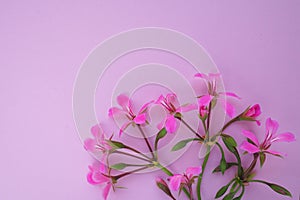 inflorescence of ivy geranium on a pink background. Beautiful inflorescence of pink ivy geranium in the bottom