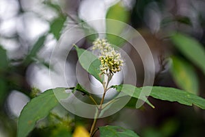 Inflorescence of a Koanophyllon pittieri tree